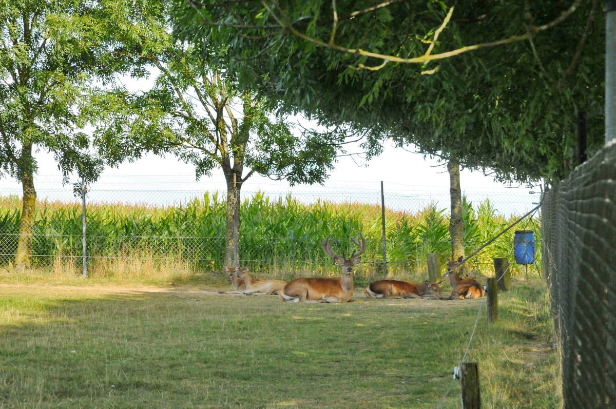 vakantiehuis-voor-8-personen-in-somme-leuze-met-speelkamer-speeltuin-en-kinderboerderij