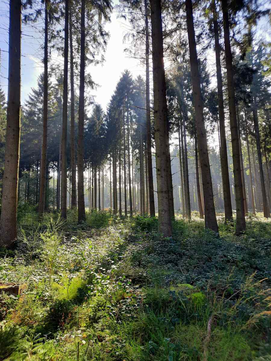 mooie-authentieke-8-persoonsvakantiewoning-met-sauna-en-hottub-in-de-belgische-ardennen