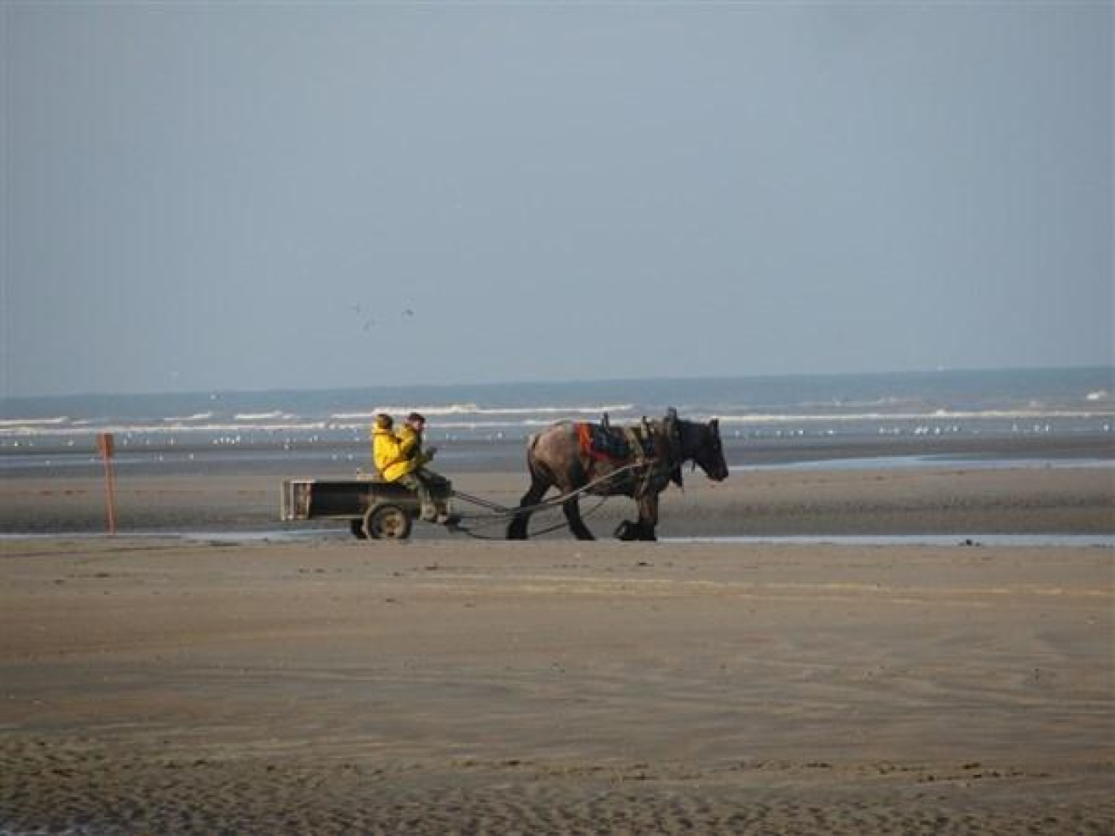 20-groepsaccommodatie-in-bruisende-badplaats-koksijde