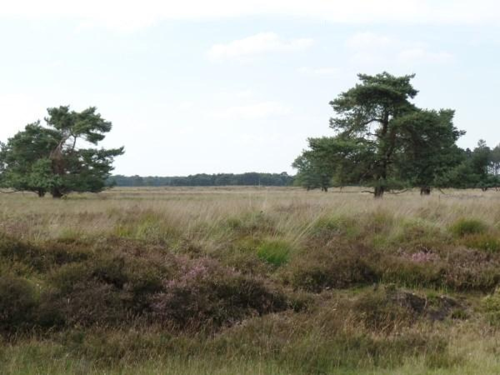 leuke-4-persoons-bungalow-op-rustige-locatie-in-het-bos-in-drenthe