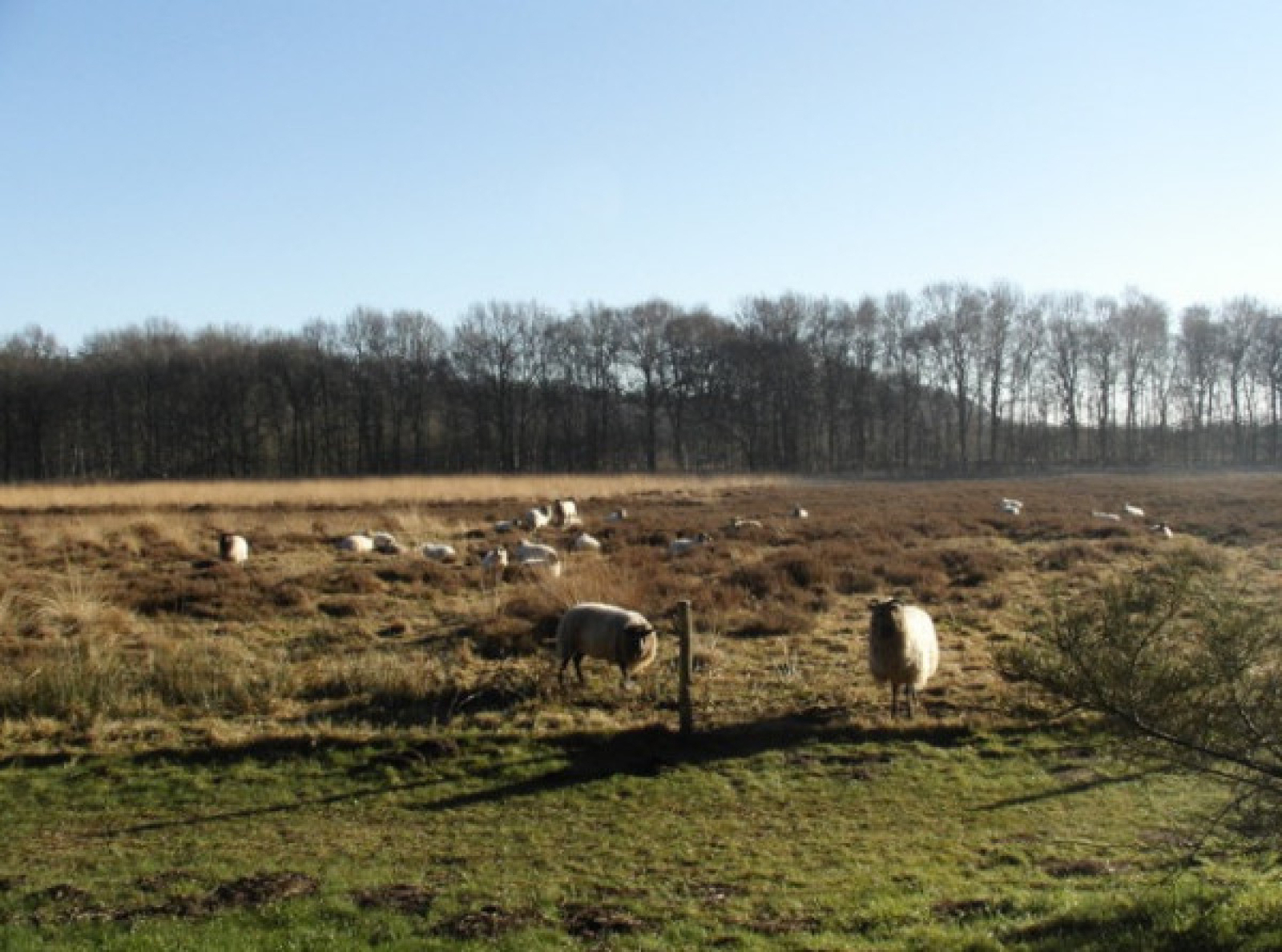 sfeervolle-6-persoons-bungalow-met-open-haard-in-prachtig-natuurgebied