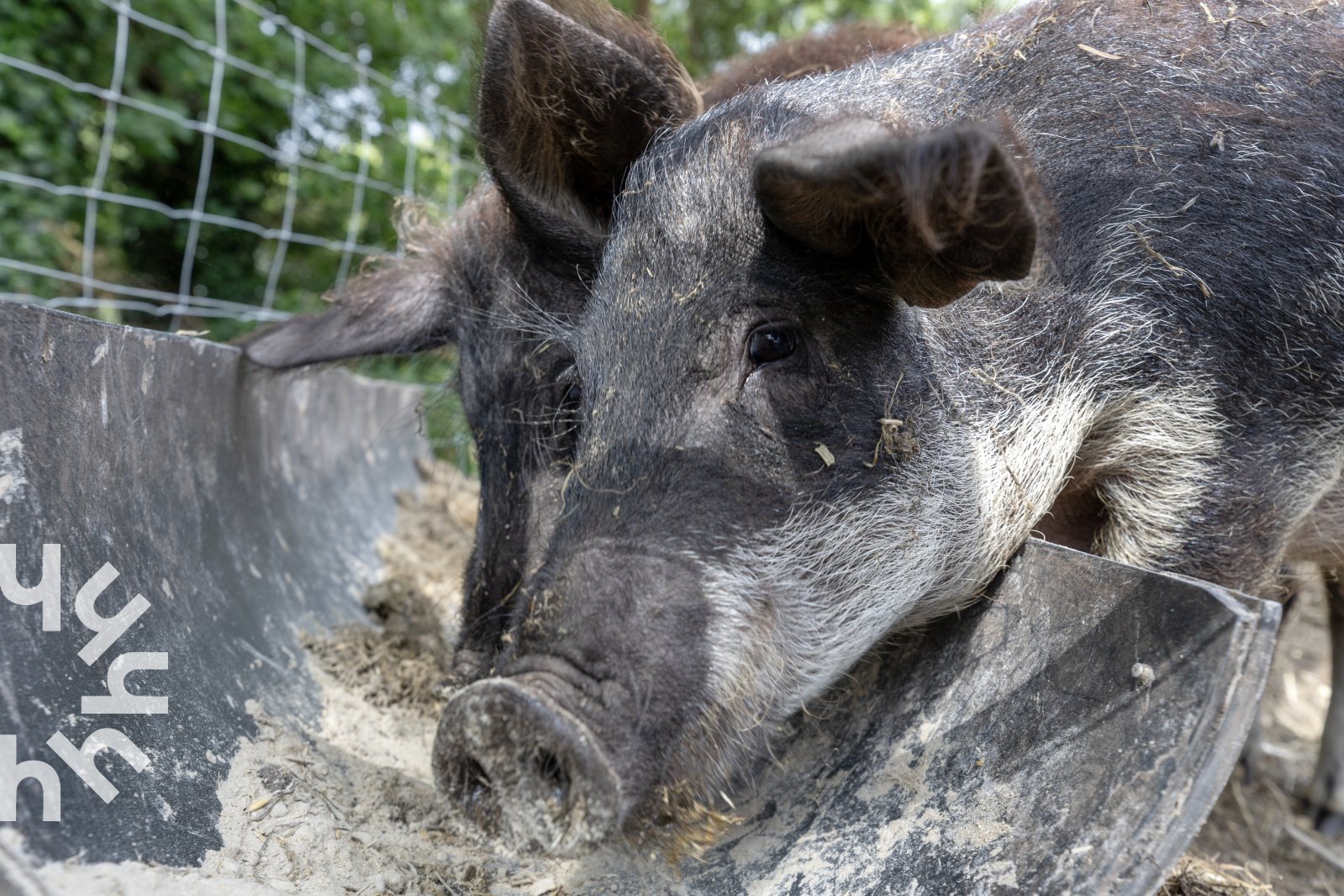 heerlijk-gelegen-4-persoons-boerderijappartement-nabij-frederiksoord-drenthe