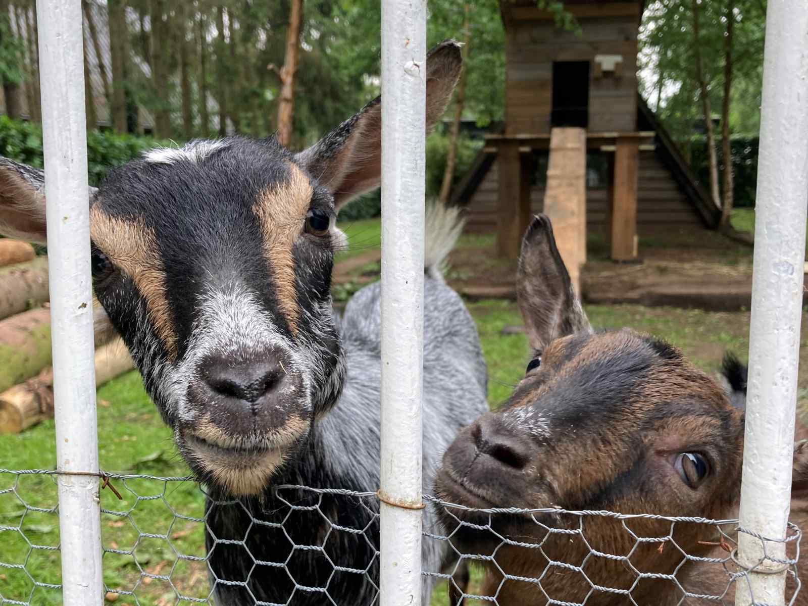 uniek-4-persoons-vakantiehuis-tussen-de-bomen-met-weids-uitzicht-in-erica-drenthe