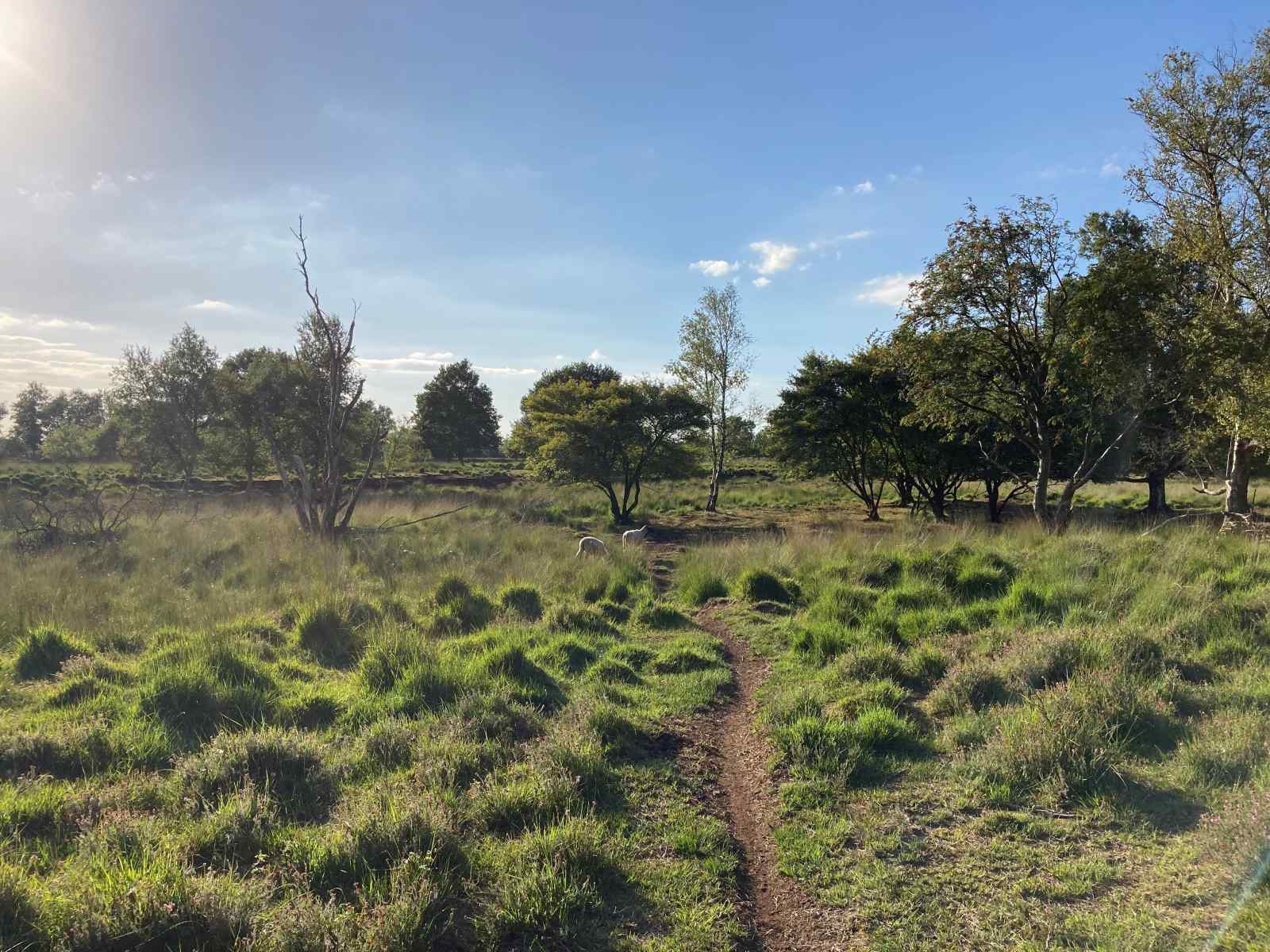 uniek-4-persoons-vakantiehuis-tussen-de-bomen-met-weids-uitzicht-in-erica-drenthe