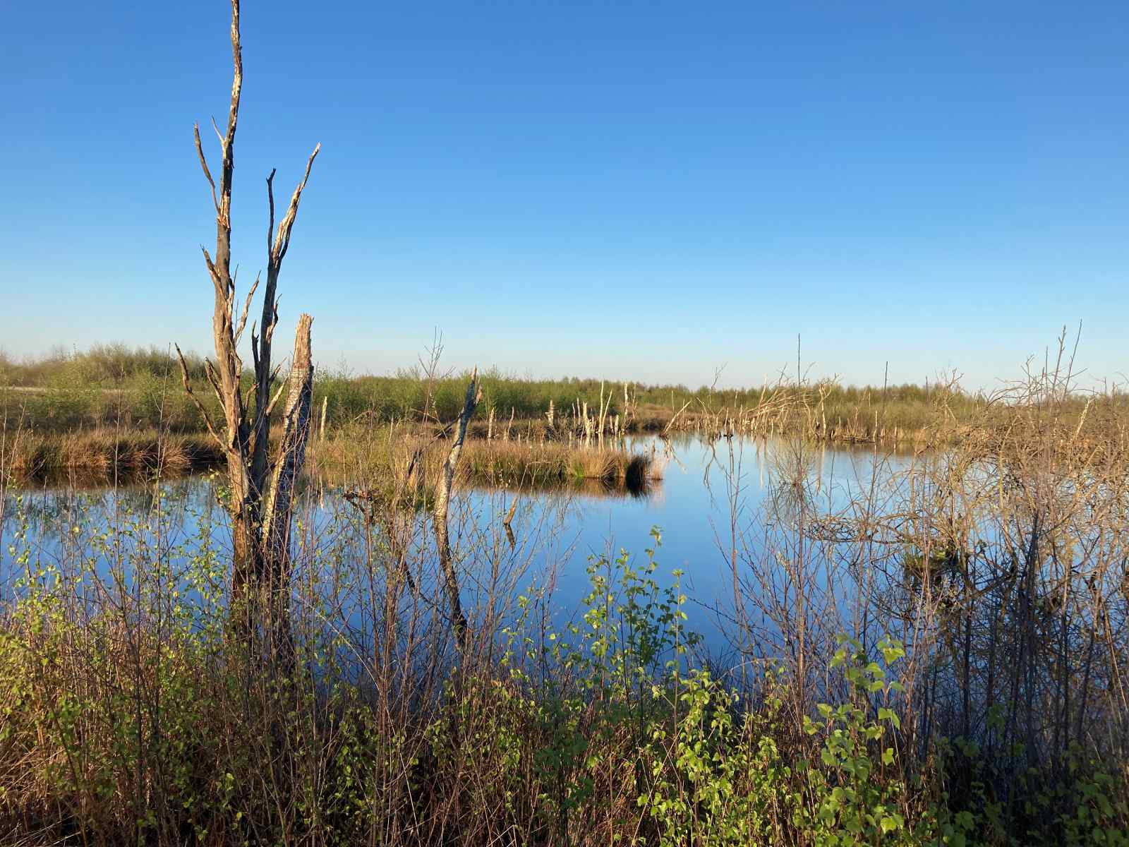 uniek-4-persoons-vakantiehuis-tussen-de-bomen-met-weids-uitzicht-in-erica-drenthe