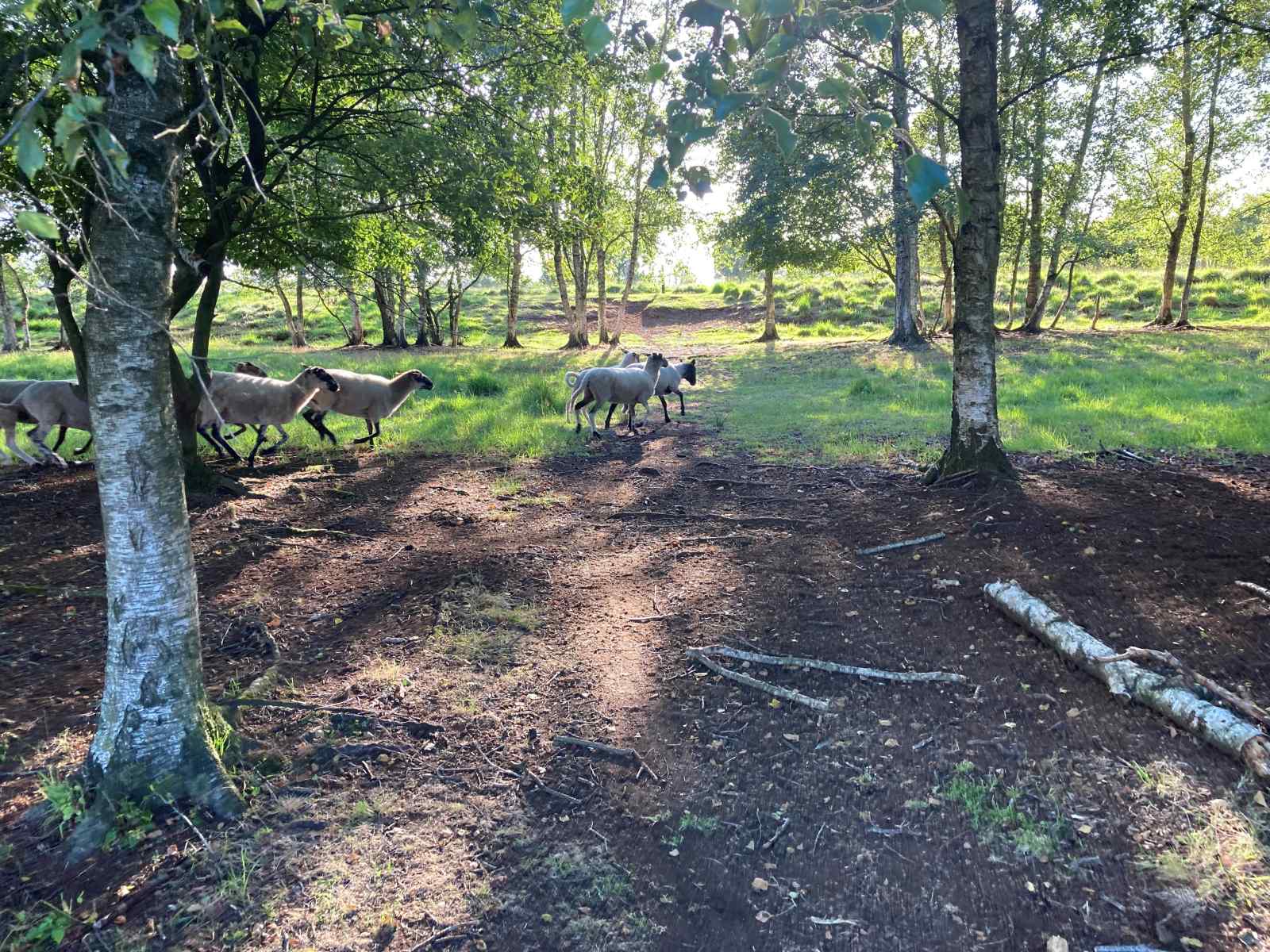 uniek-4-persoons-vakantiehuis-tussen-de-bomen-met-weids-uitzicht-in-erica-drenthe