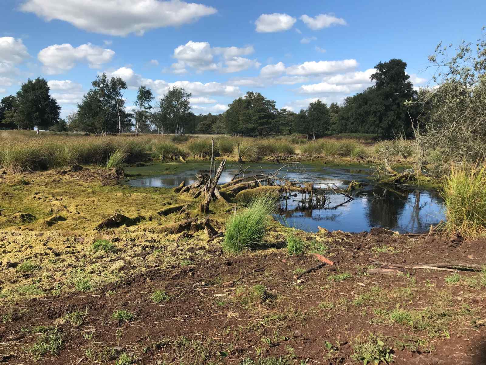 prachtig-4-persoons-vakantiehuis-tussen-de-bomen-met-weids-uitzicht-in-erica-drenthe