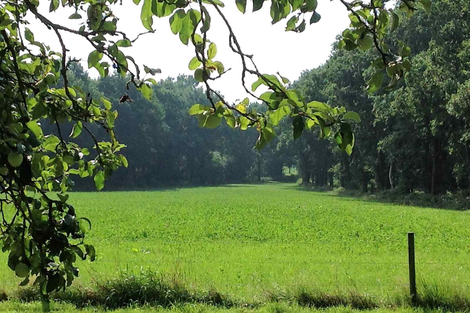 rustig-gelegen-6-persoons-vakantiehuis-omringd-door-weilanden-in-zuidwolde-drenthe