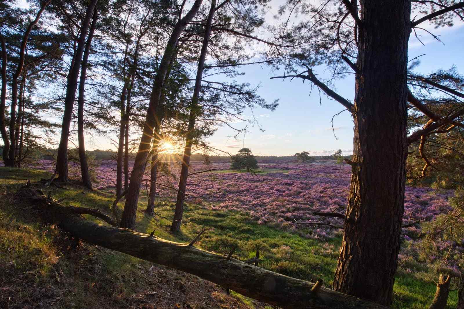 prachtige-4-persoons-heide-lodge-in-harderwijk-op-een-vakantiepark-op-de-veluwe