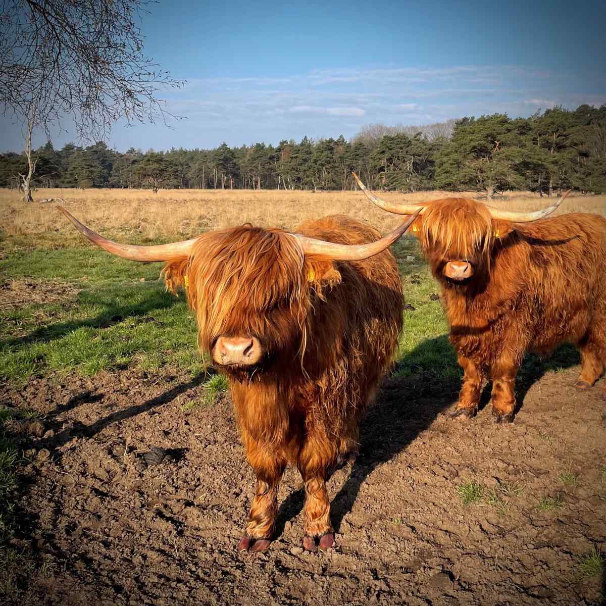 vrijstaand-4-persoons-vakantiebungalow-midden-in-het-bos-in-drenthe