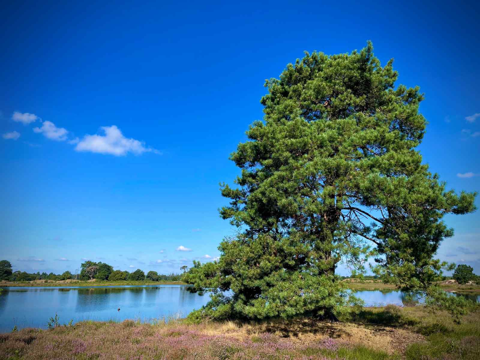 vrijstaand-4-persoons-vakantiebungalow-midden-in-het-bos-in-drenthe