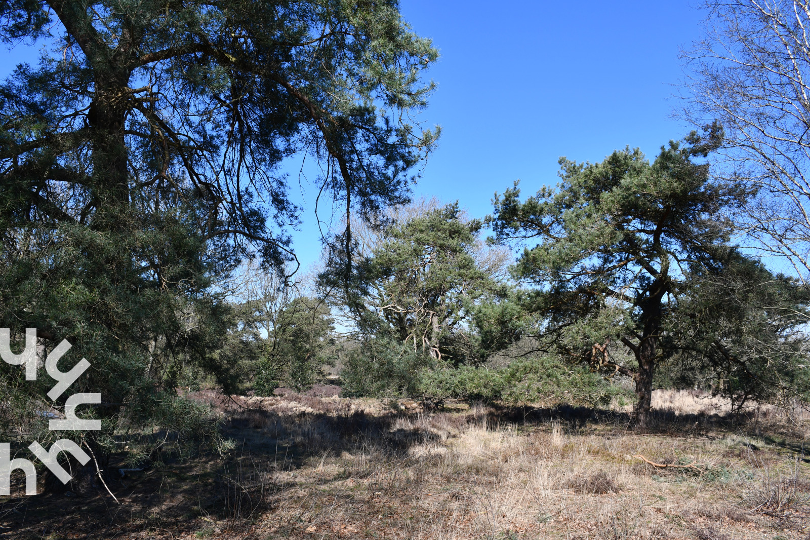 prachtige-5-pers-chalet-met-natuurgebied-op-loopafstand-op-kleinschalig-park-in-havelte