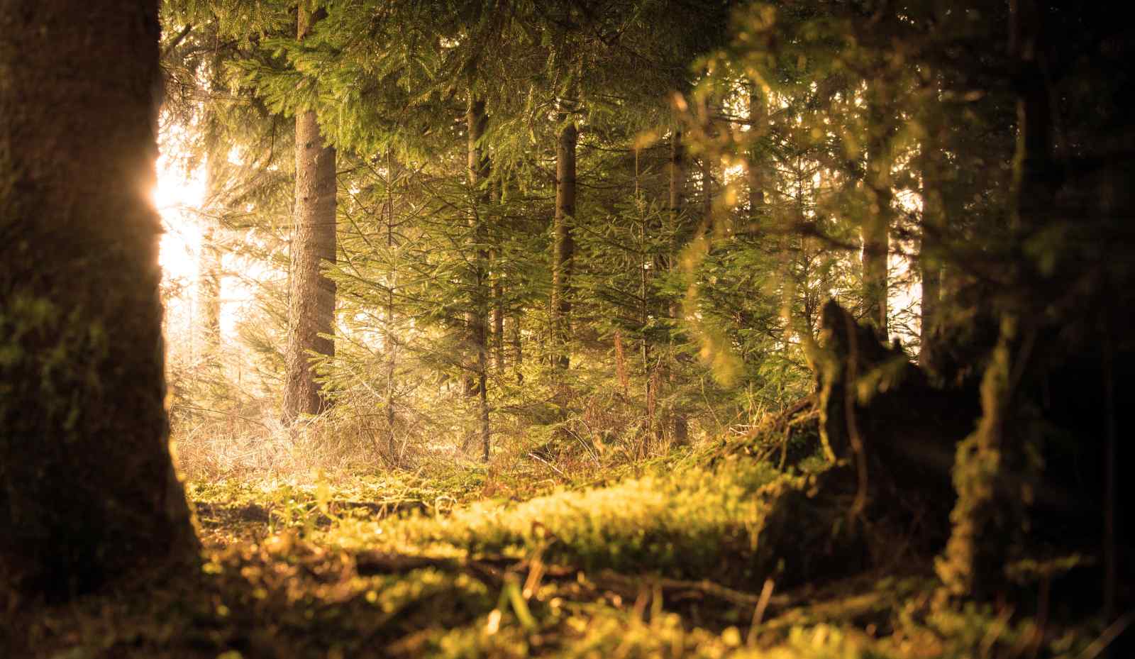 een-sfeervolle-4-persoons-boslodge-met-veranda-en-zit-kuil-in-emst-midden-in-de-natuur