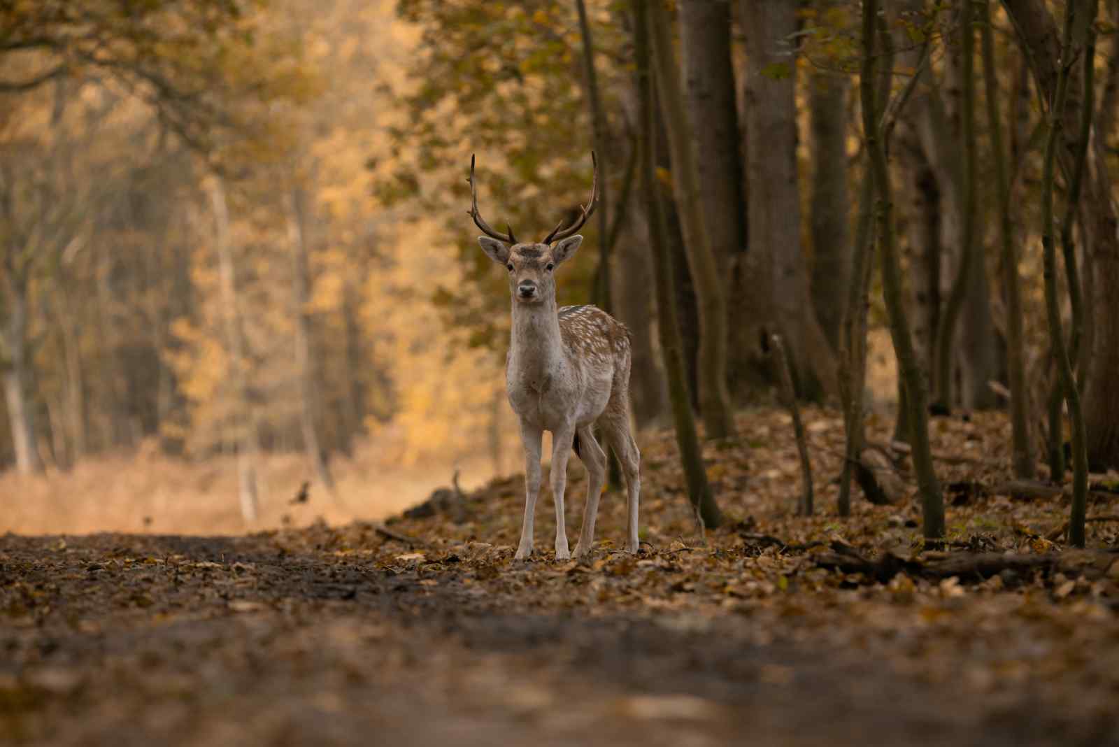 een-sfeervolle-4-persoons-boslodge-met-veranda-en-zit-kuil-in-emst-midden-in-de-natuur