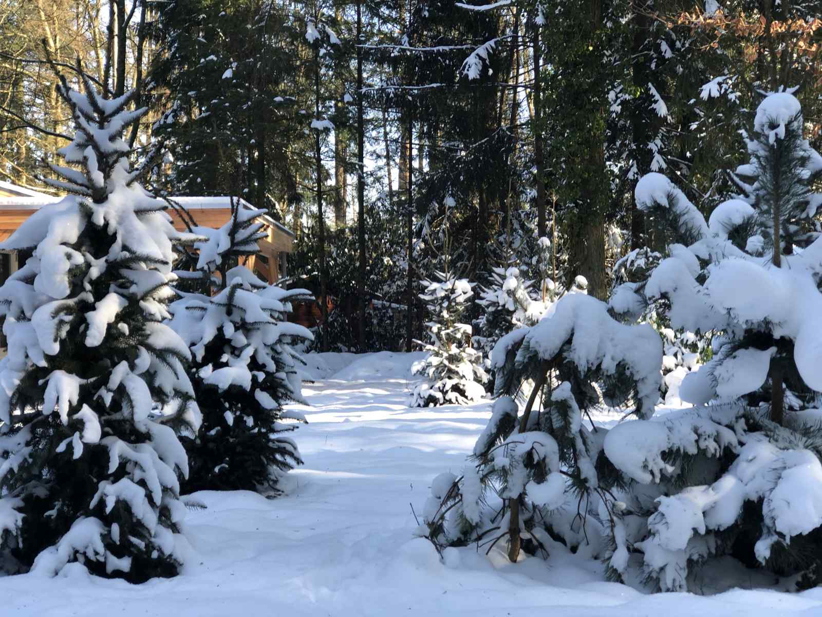 een-sfeervolle-4-persoons-boslodge-met-veranda-en-zit-kuil-in-emst-midden-in-de-natuur