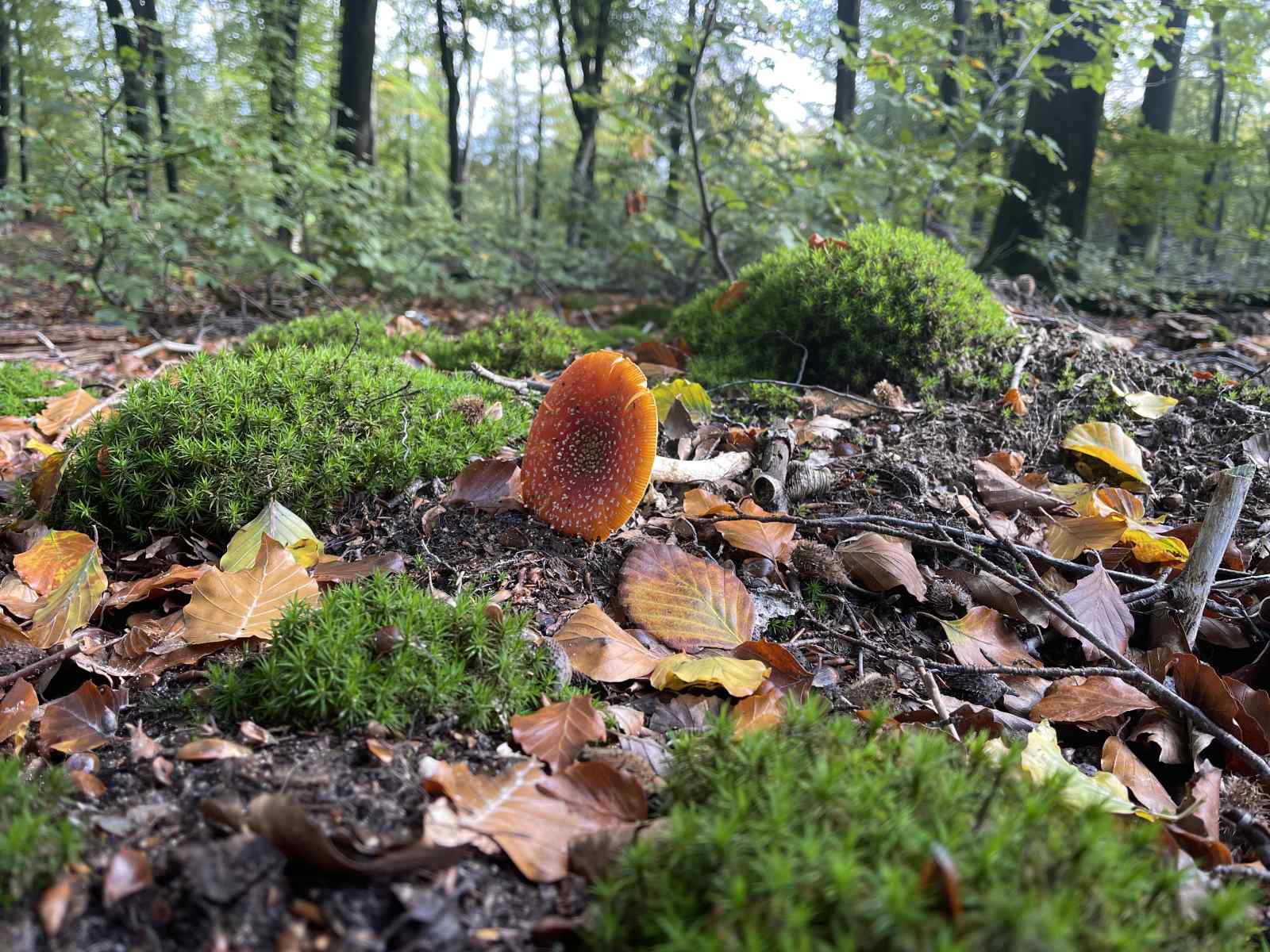 een-sfeervolle-4-persoons-boslodge-met-veranda-en-zit-kuil-in-emst-midden-in-de-natuur