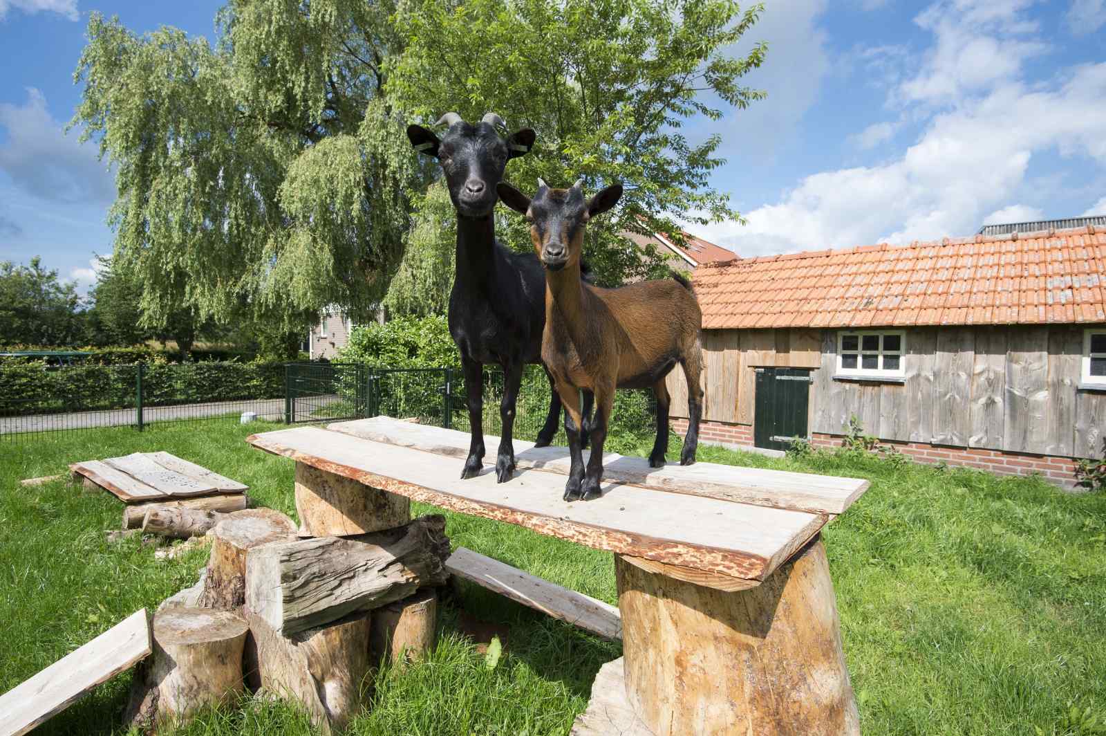 14-persoons-groepsaccommodatie-met-6-badkamers-in-oude-willem-drenthe