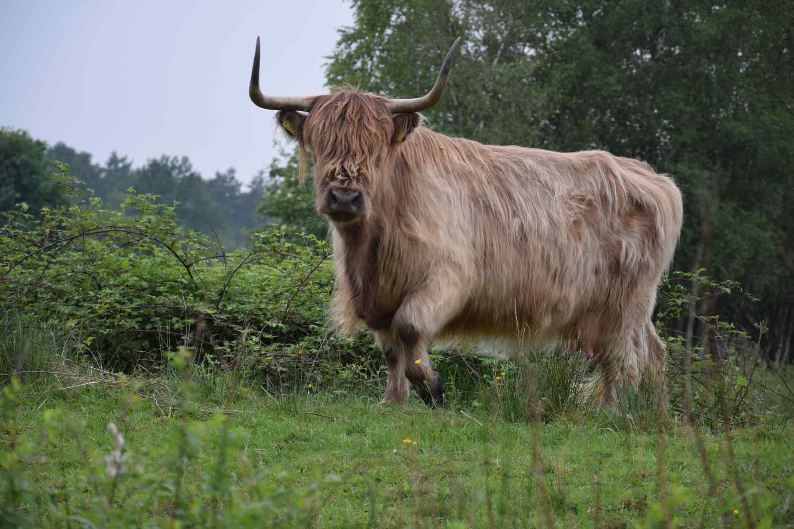 14-persoons-groepsaccommodatie-met-6-badkamers-in-oude-willem-drenthe