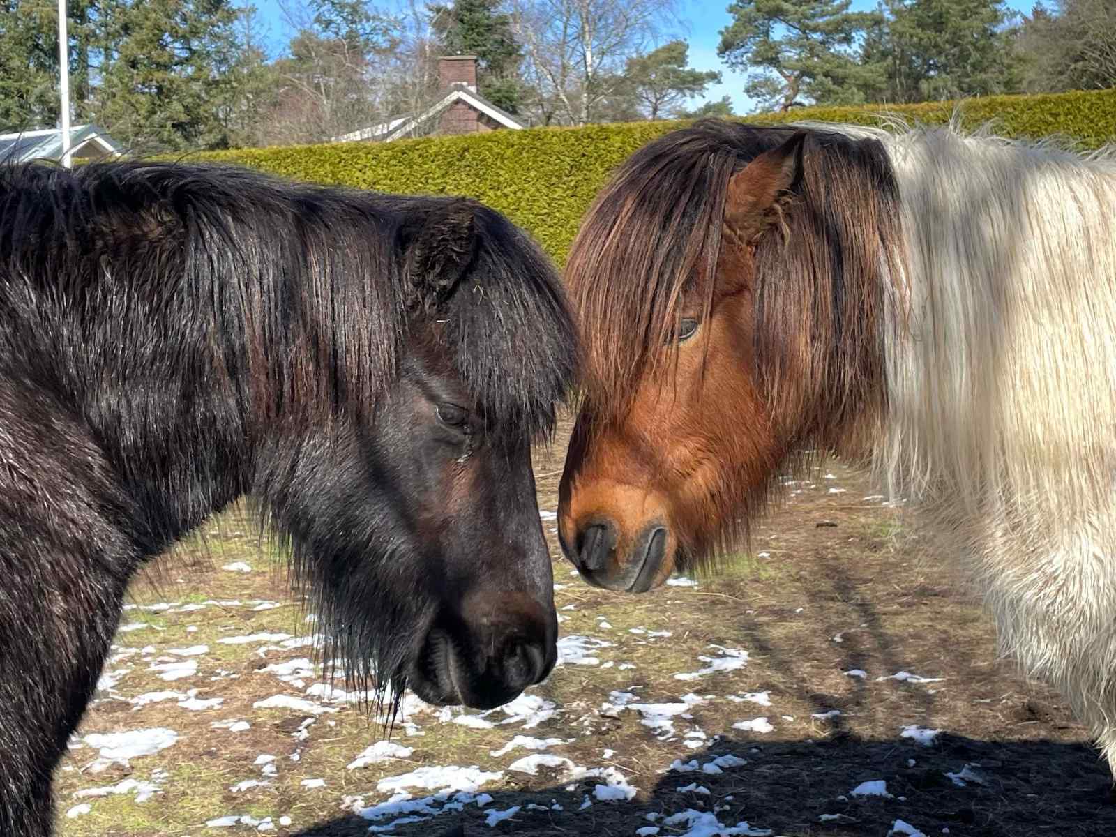 mooie-twee-persoons-chalet-in-een-rustige-bosrijke-omgeving-nabij-ermelo