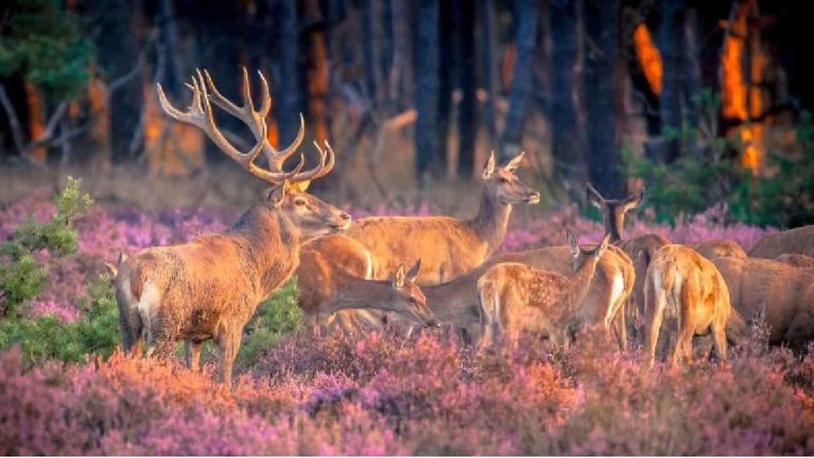 sfeervol-4-persoons-chalet-vlakbij-het-bos-nabij-voorthuizen