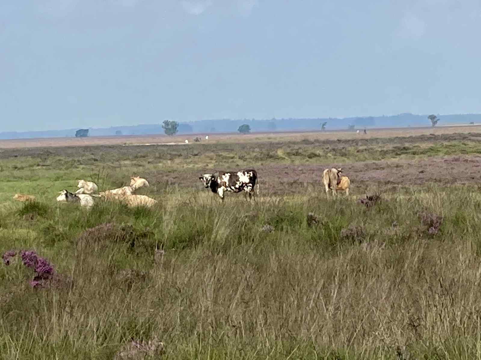 karakteristiek-2-persoons-vakantiehuis-met-pelletkachel-in-dwingeloo-drenthe