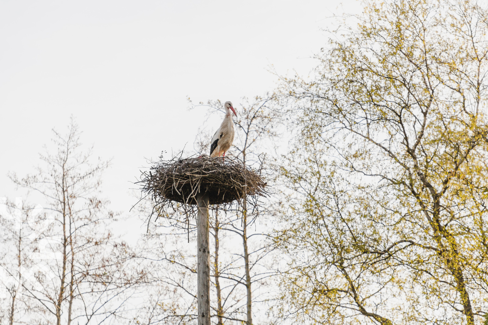 gezellige-2-tot-4-persoons-studio-nabij-het-dwingelderveld-in-ruinerwold-drenthe