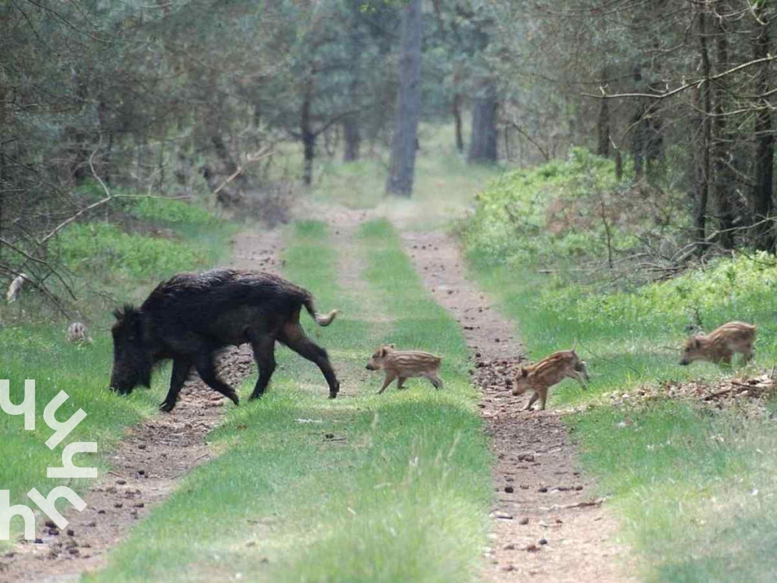 gezellig-2-persoons-vakantiehuisje-in-een-rustige-bosrijke-wijk-in-ermelo-op-de-veluwe