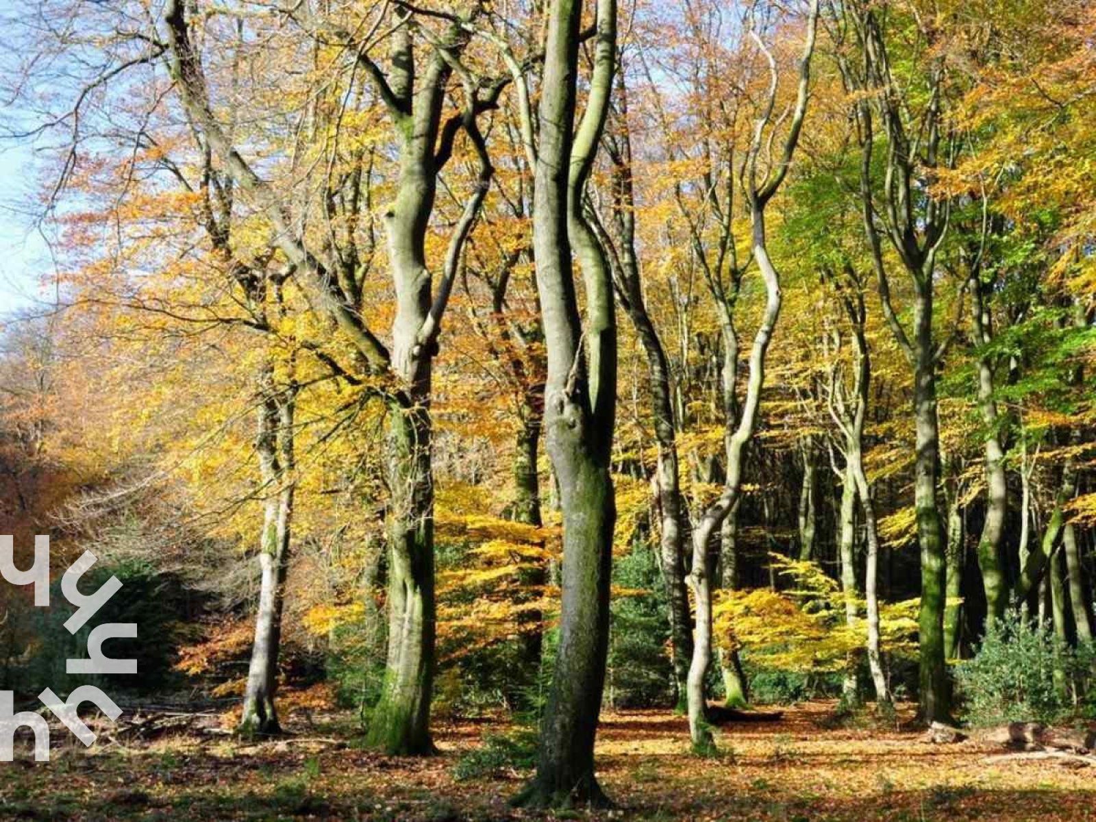 gezellig-2-persoons-vakantiehuisje-in-een-rustige-bosrijke-wijk-in-ermelo-op-de-veluwe