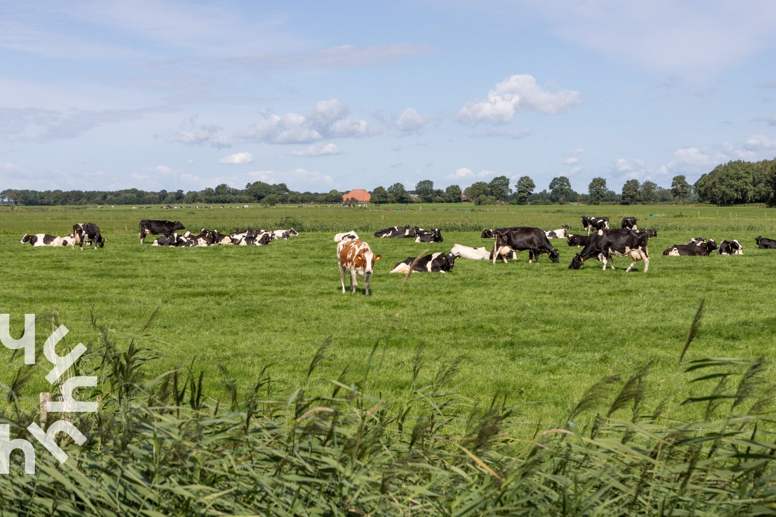 bosrijke-6-tot-12-persoons-vakantiewoning-met-geitjes-en-speeltoestel-in-koekange