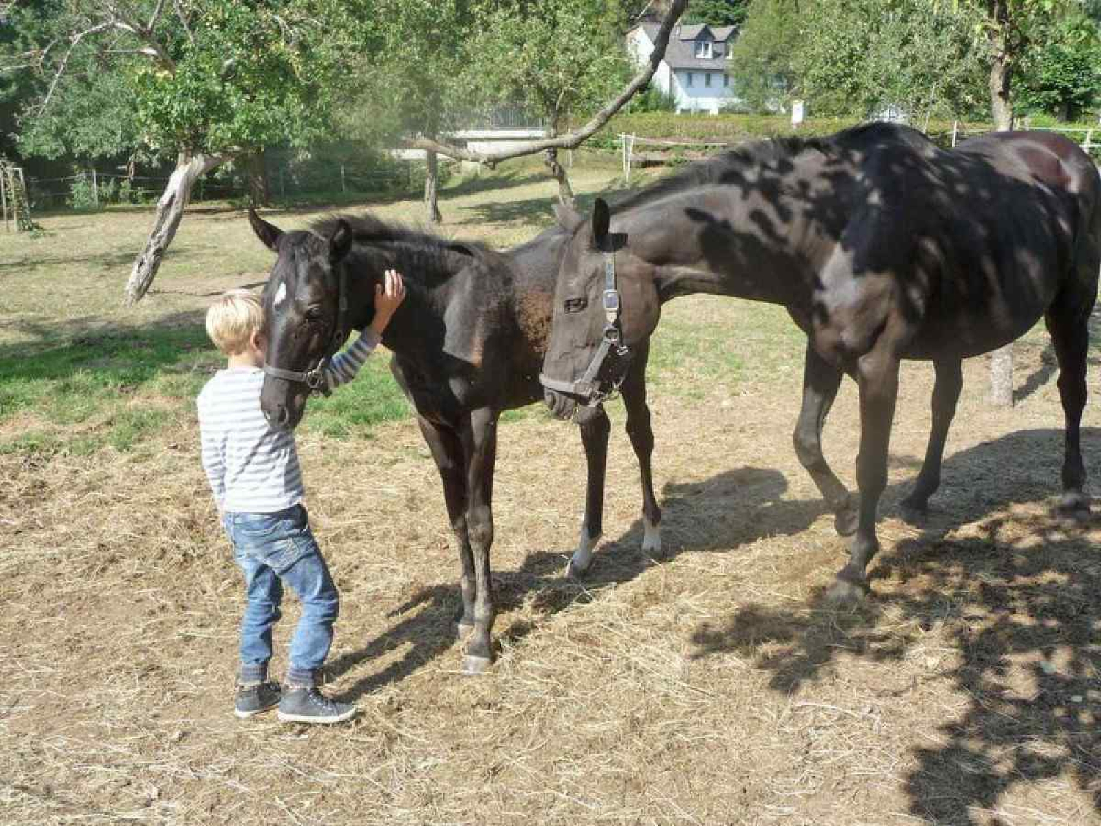 comfortabel-6-persoons-vakantiehuis-op-de-boerderij-in-sauerland