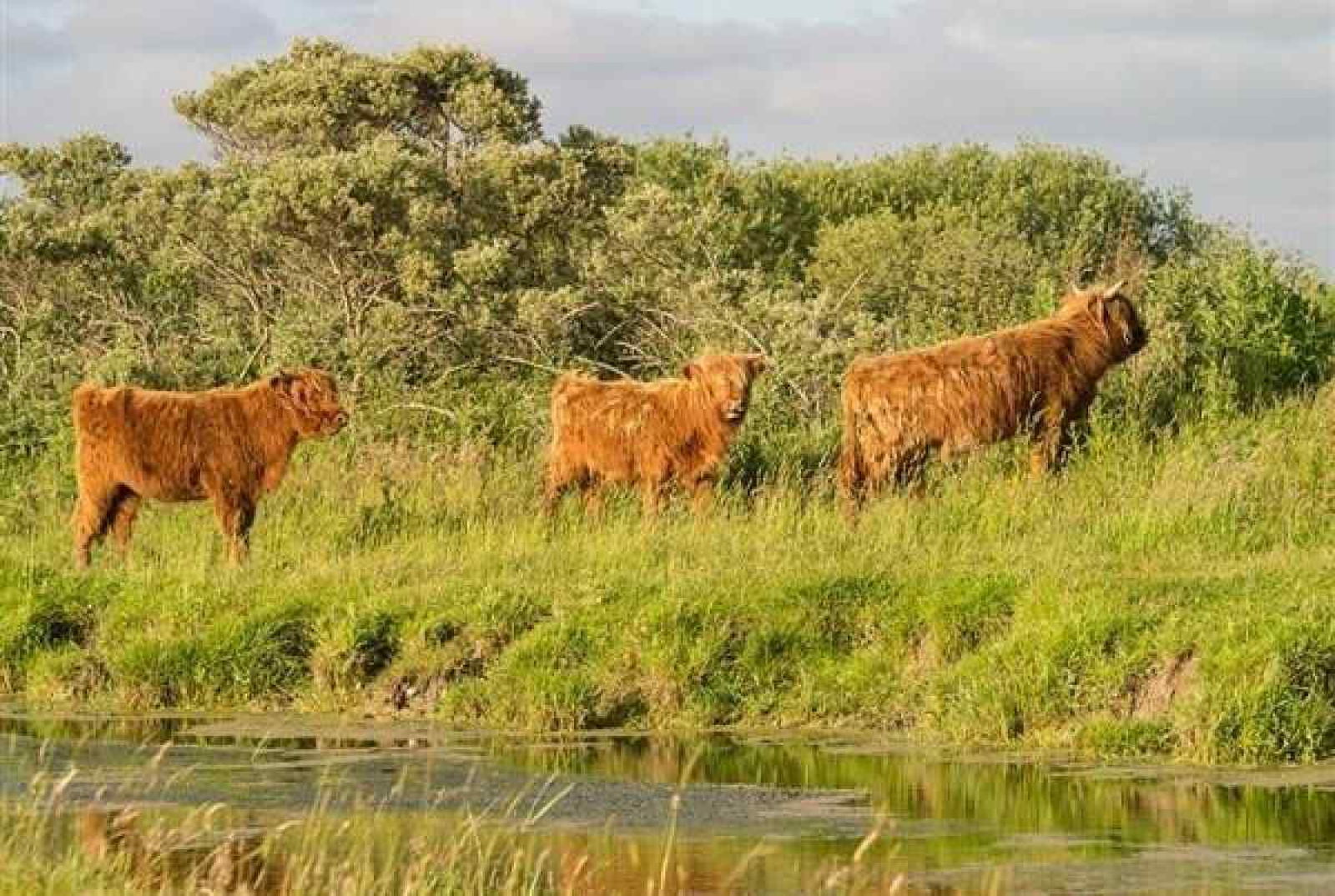 4-persoons-vakantiehuis-in-holwerd-in-friesland