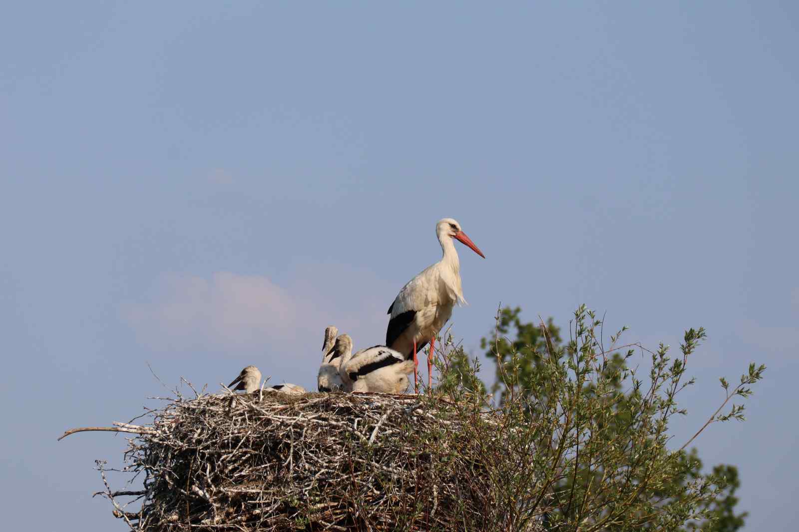 prachtige-ruim-ingerichte-6-persoons-woonboerderij-in-oudeschoot-nabij-oranjewoud