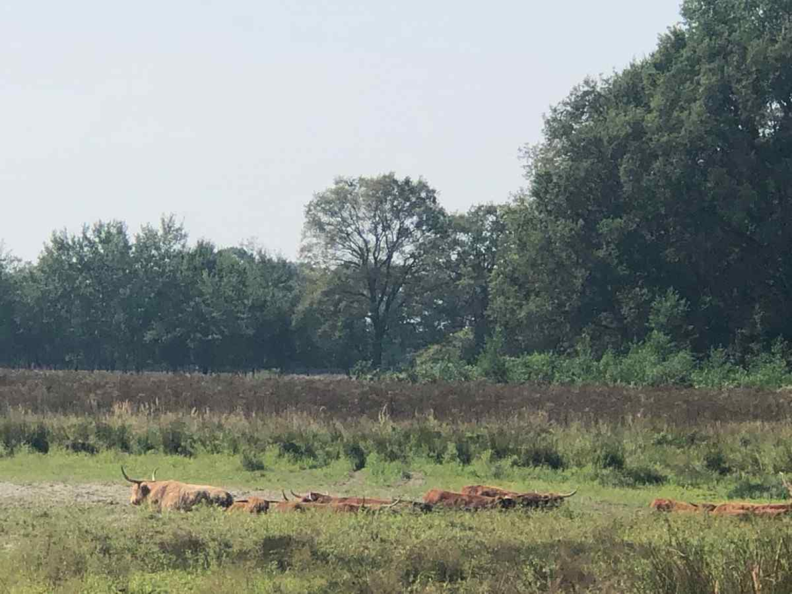 mooi-5-persoons-vakantiehuis-op-gezellig-familiepark-in-limburg