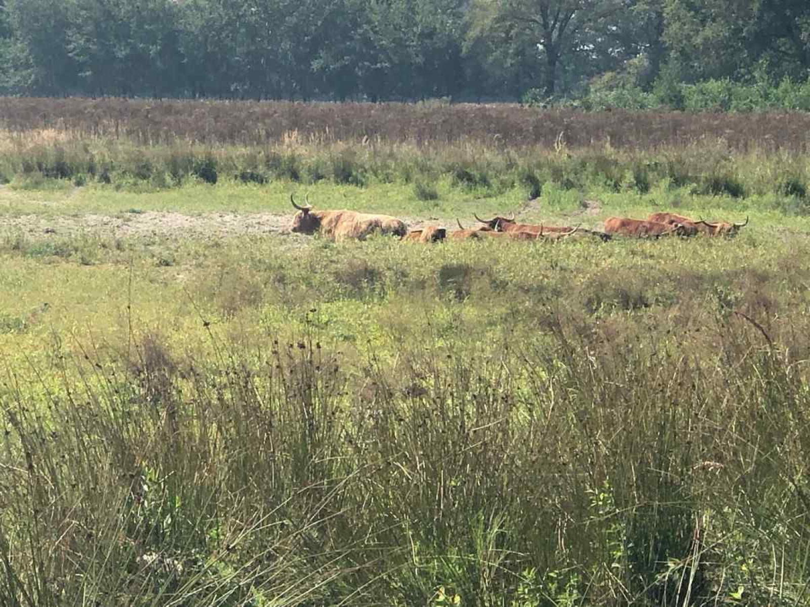 mooi-5-persoons-vakantiehuis-op-gezellig-familiepark-in-limburg