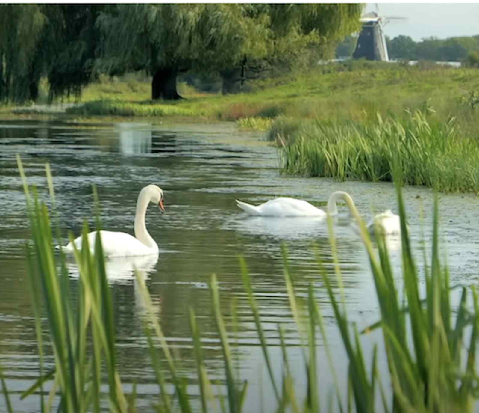 natuurrijk-gelegen-5-persoons-vakantiehuis-nabij-het-bos-en-water-in-beesel-limburg