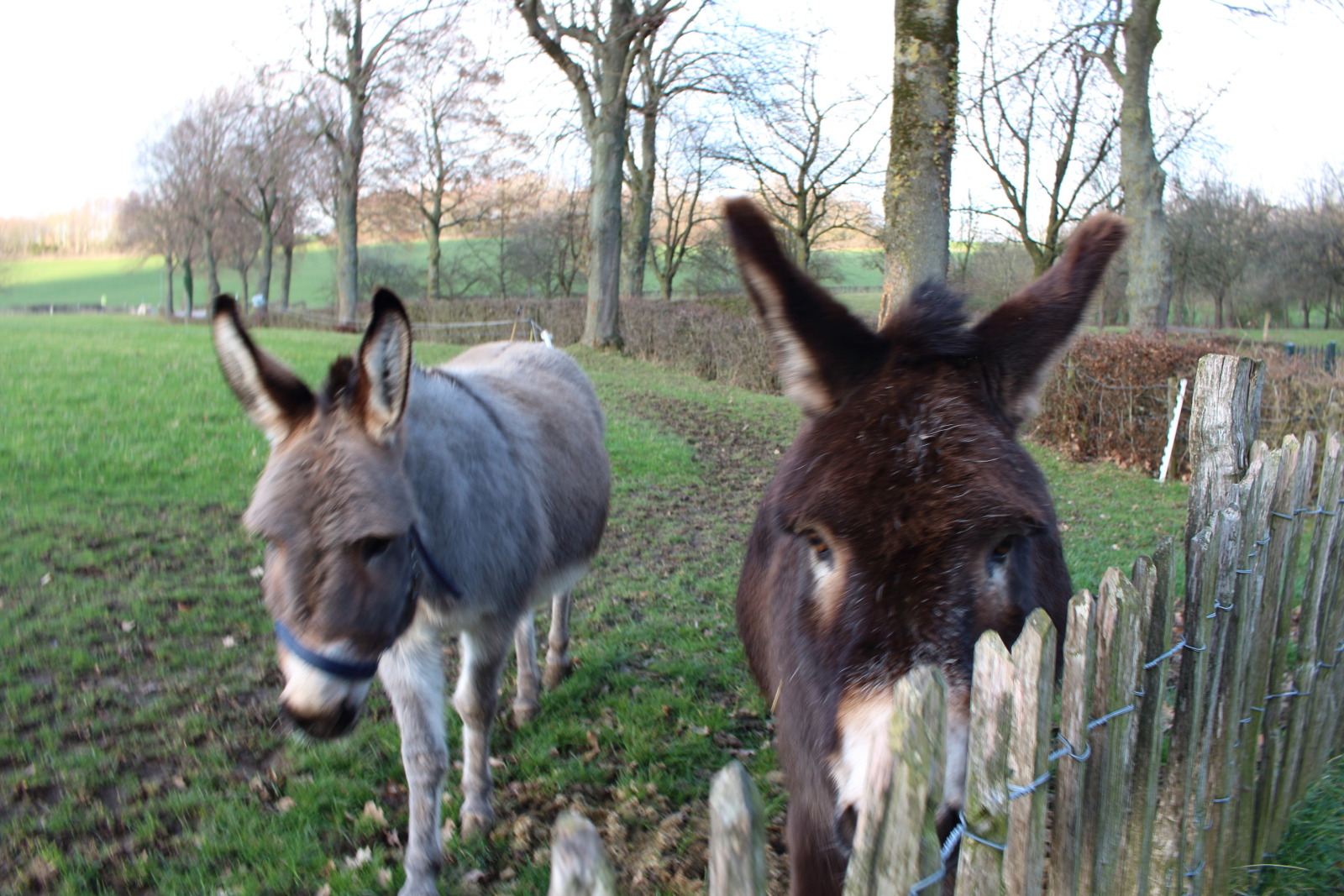 Vakantieboerderij in Gulpen voor 6 personen foto 11