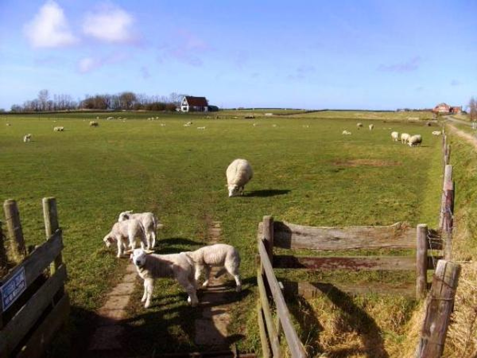 prachtig-en-ruim-vakantie-appartement-voor-3-tot-5-personen-in-den-burg-texel