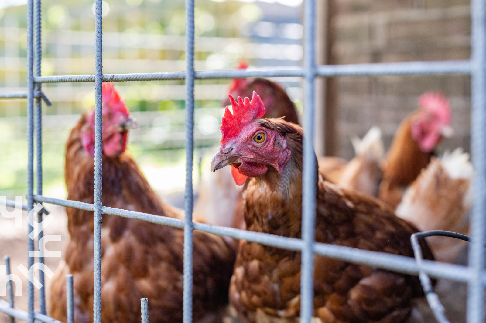 ruim-vakantiehuis-voor-7-personen-op-een-boerderij-vlakbij-de-loosdrechtse-plassen