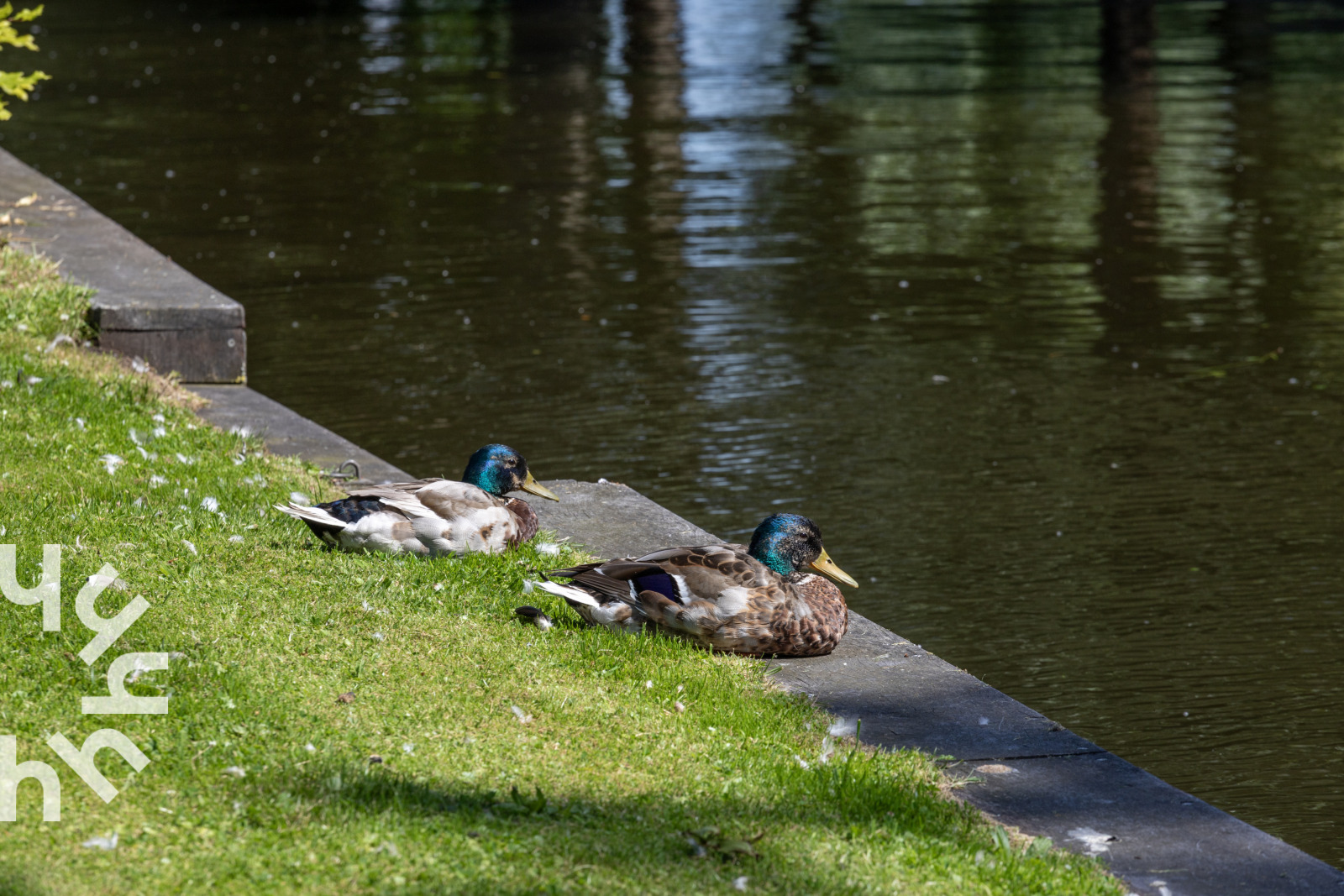 Vakantieboerderij in Giethoorn voor 6 personen foto 8