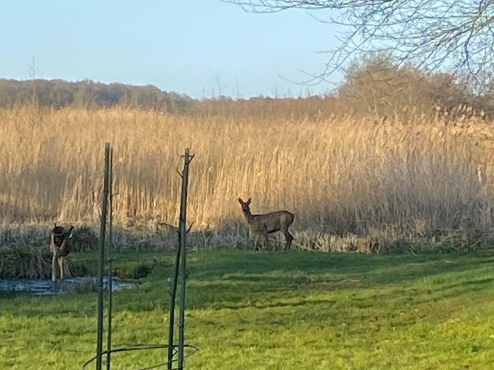 Recreatiewoning in Kalenberg voor 6 personen foto 19