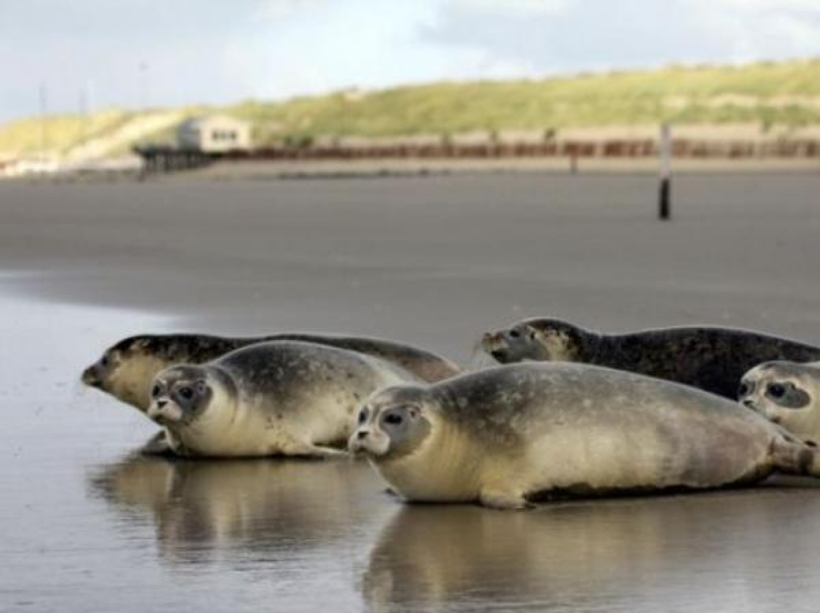 gelegen-in-het-dorp-buren-op-ameland-vindt-u-dit-mooi-gelegen-6p-vakantiehuis