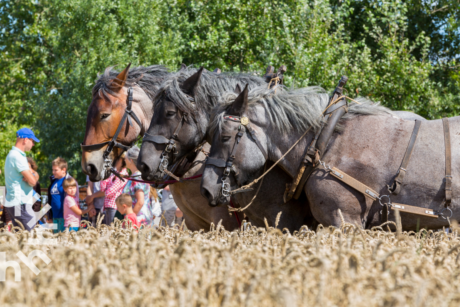 Vakantieboerderij in Oostkapelle voor 8 personen foto 8