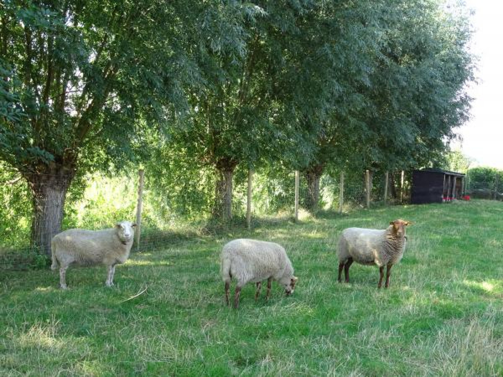 8-persoons-vrijstaande-vakantievilla-met-ruime-tuin-in-eede-zeeuws-vlaanderen