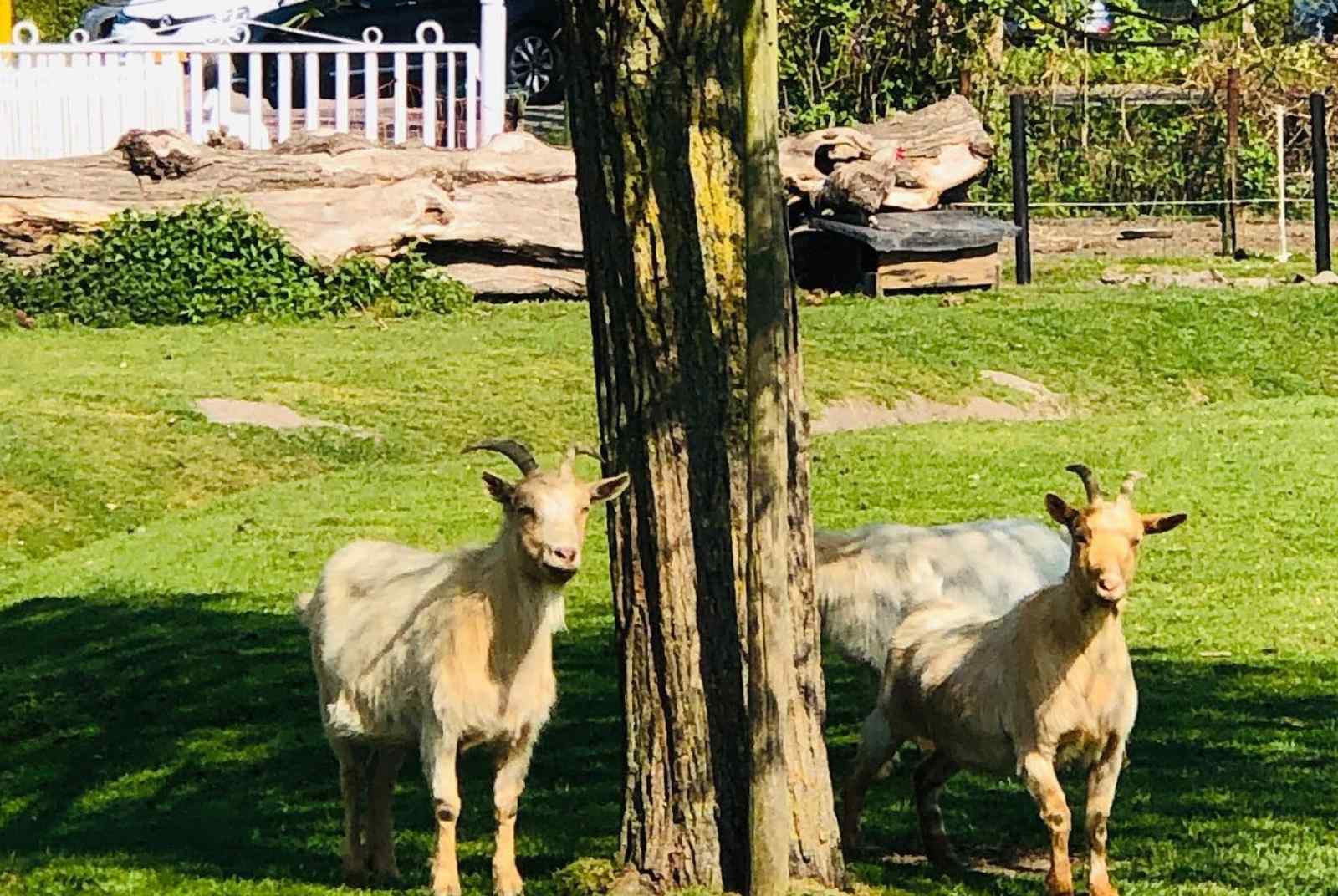 sfeervol-4-persoons-vakantiehuis-in-vrouwenpolder-900m-van-het-strand