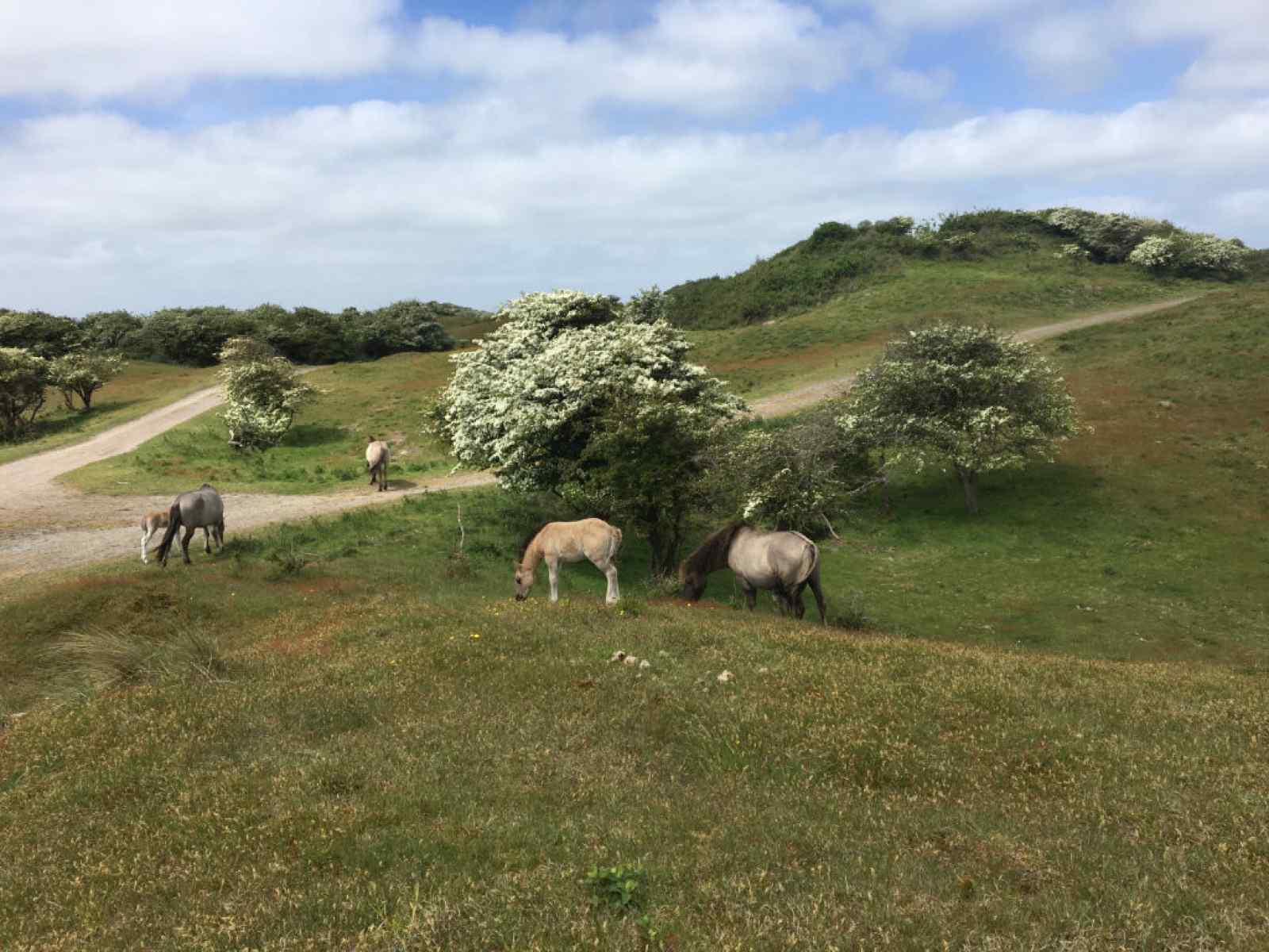 luxe-6-persoons-vakantiehuis-in-vrouwenpolder-400m-van-het-strand