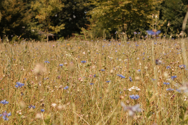 De Negende Zaeligheyt