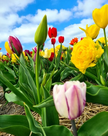 Vakantiepark 't Zijpereilant