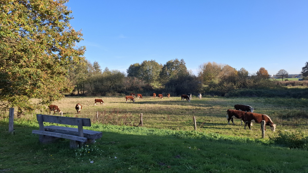Recreatiewoning in Lottum voor 12 personen foto 11