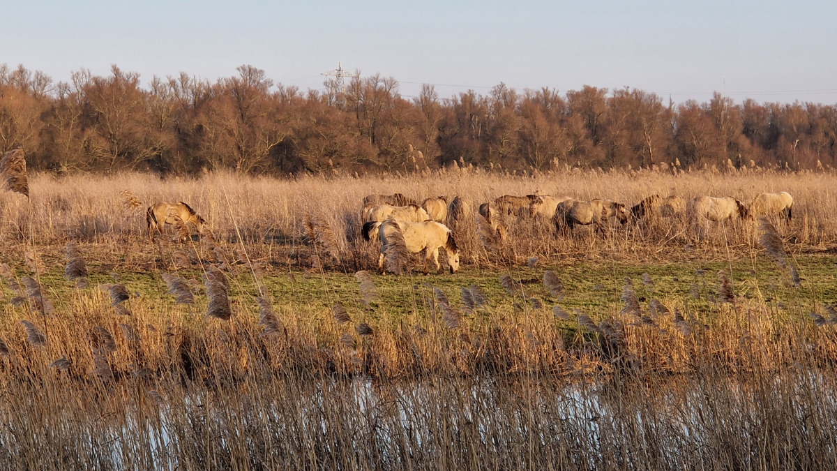 House Boat in Lelystad voor 6 personen foto 12