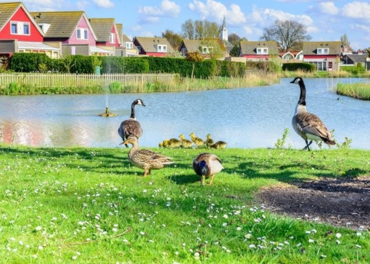 Villa in Hoofdplaat voor 6 personen foto 20